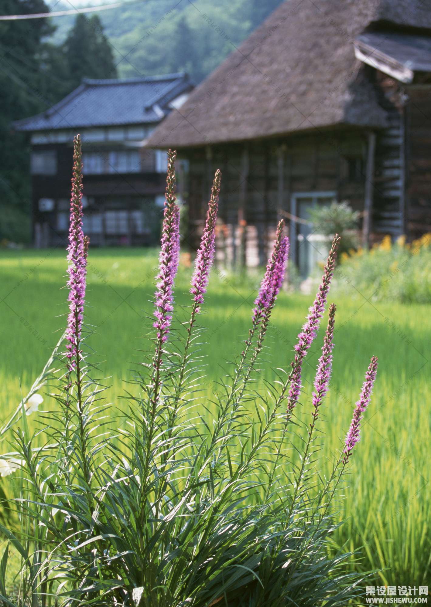 田园风格-1