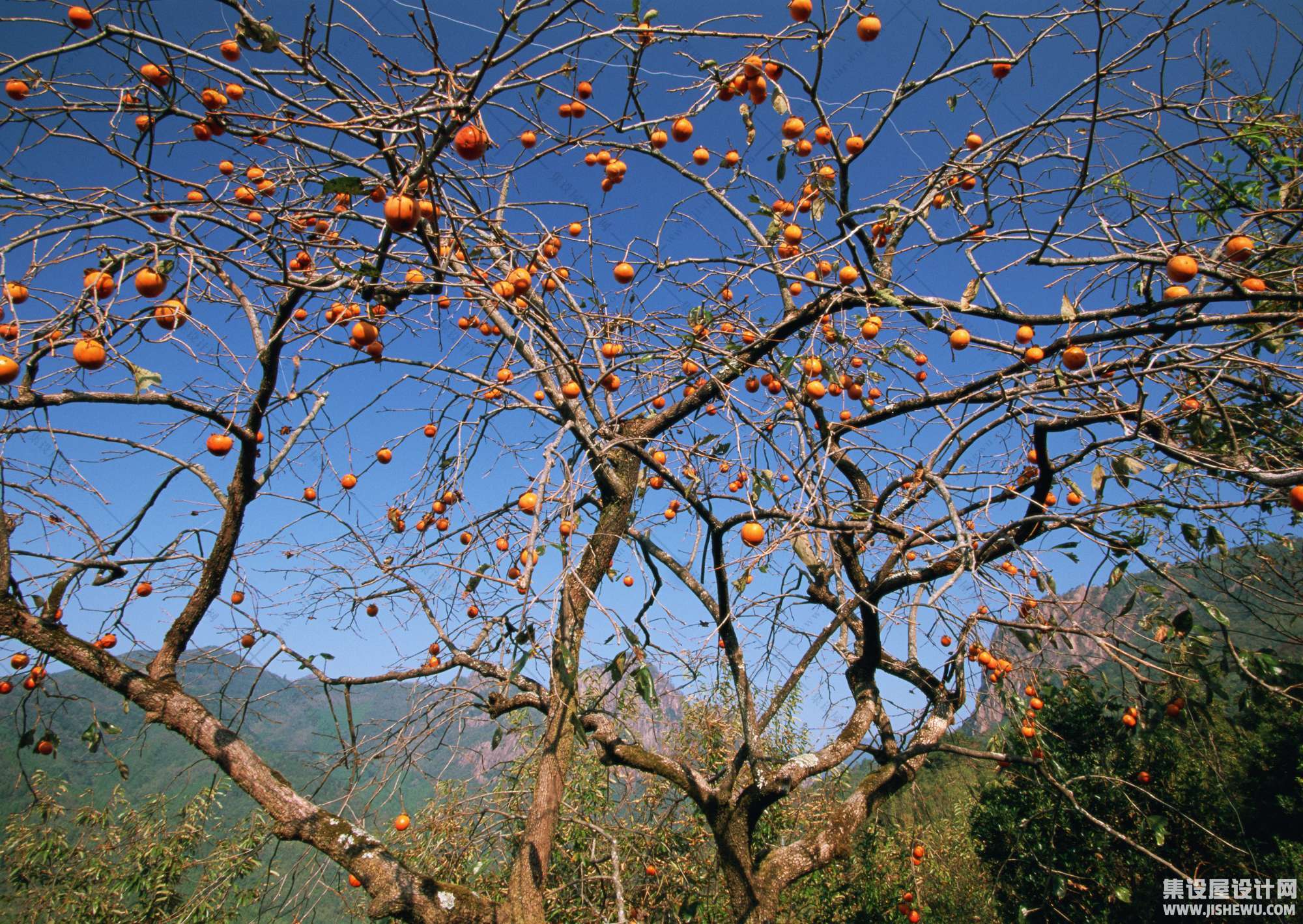 田园风格-1